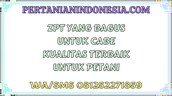 ZPT Yang Bagus Untuk Cabe Kualitas Terbaik Untuk Petani